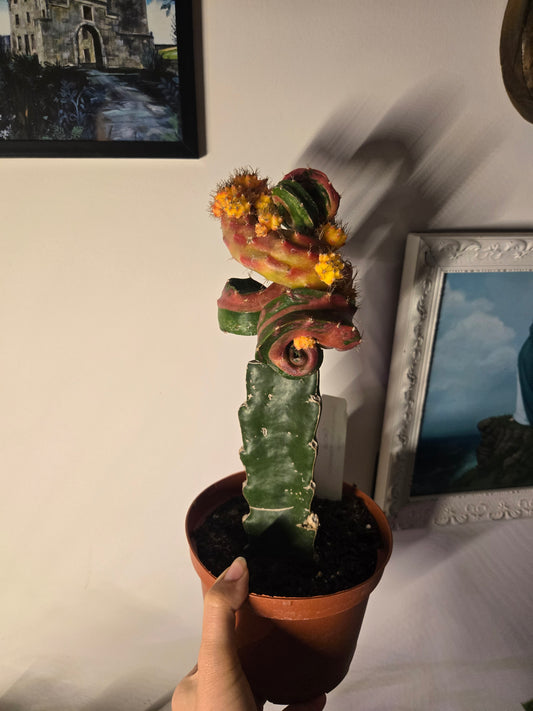Euphorbia Grafted