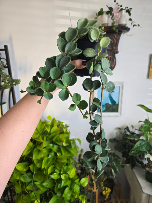 Long Peperomia Hope