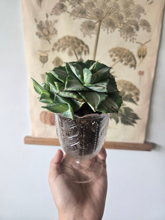 Agave Variegated in Glass Dish