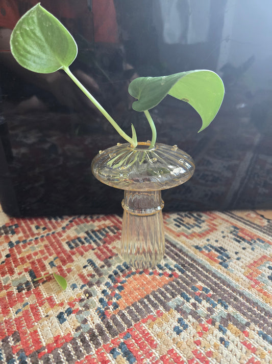 Yellow Mini Mushroom Propagation