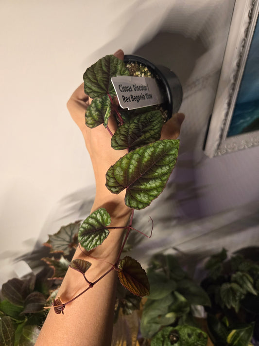 Cissus Discolor Begonia Rex