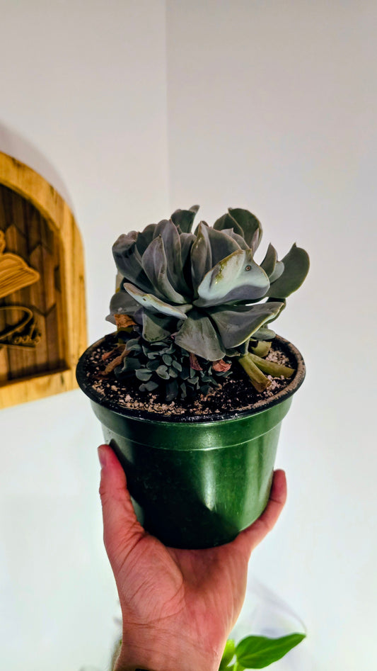 Topsy Turvy Succulent
