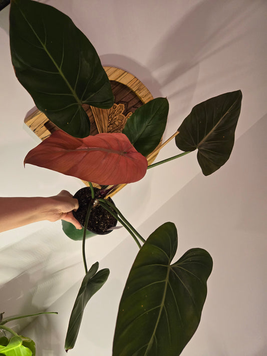 Philodendron Summer Glory