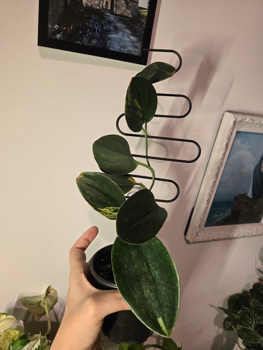 Scindapsus Treubii Dark Form Varigated