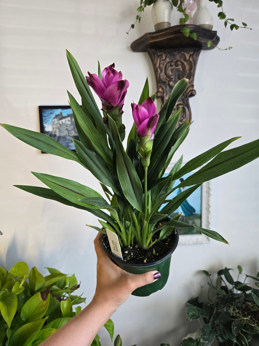 Siam Tulip