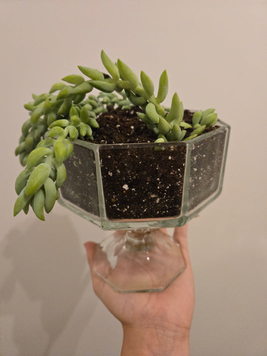 Donkey Tail in Glass Container