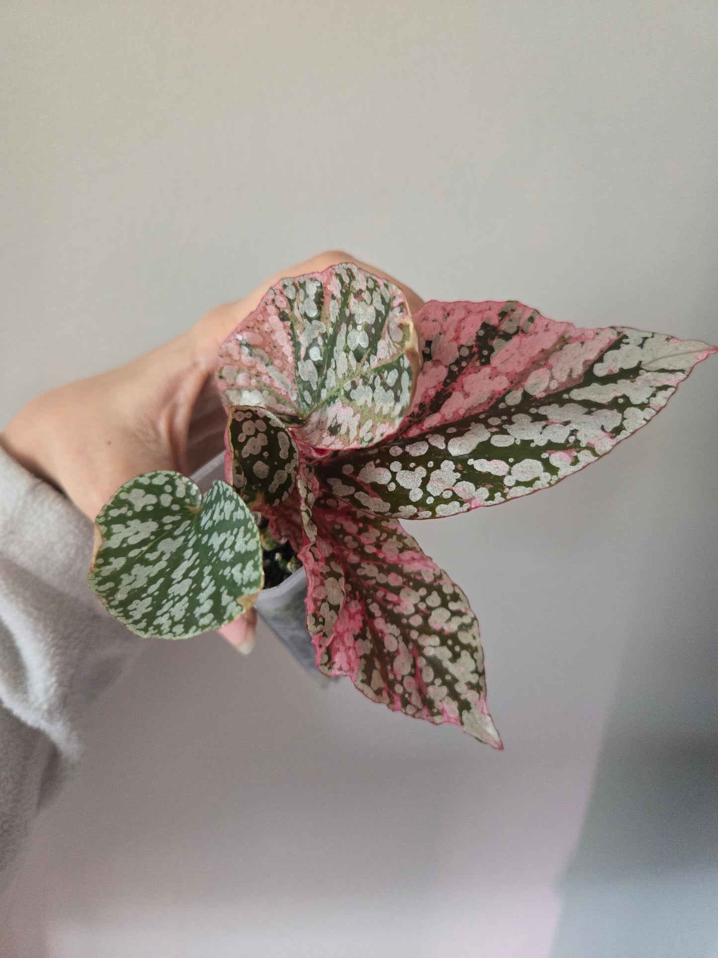 Variegated Snow Capped Begonia