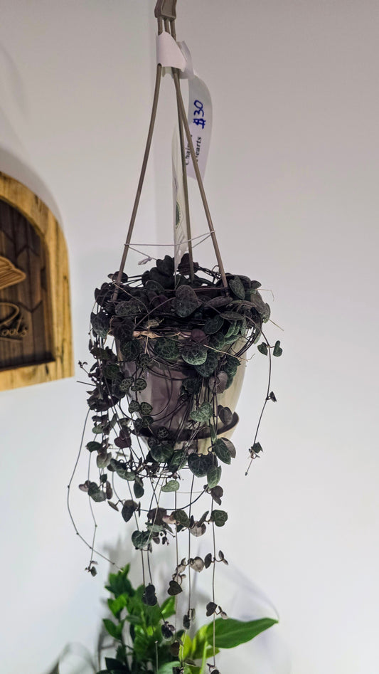 String of Heart's Hanging Basket