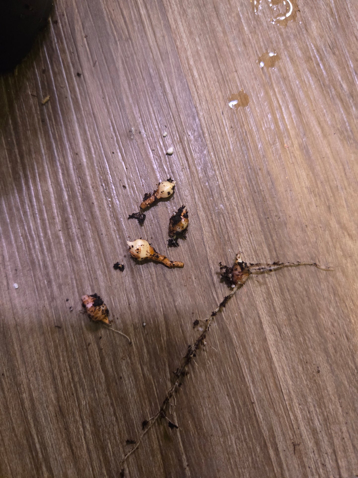 Alocasia Azlanii Corm