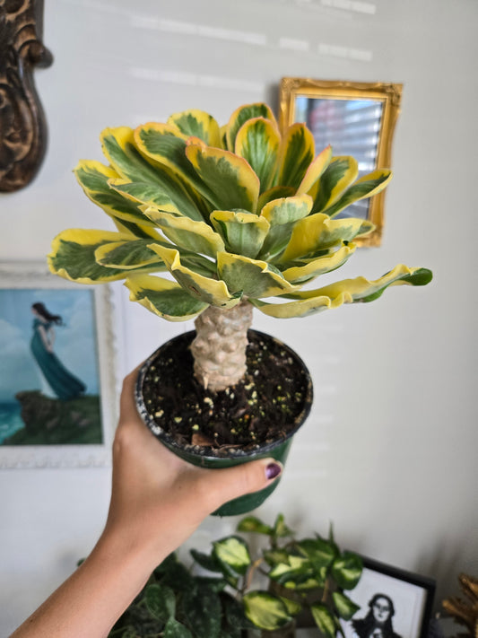 Euphorbia Poissonii "Desert General"