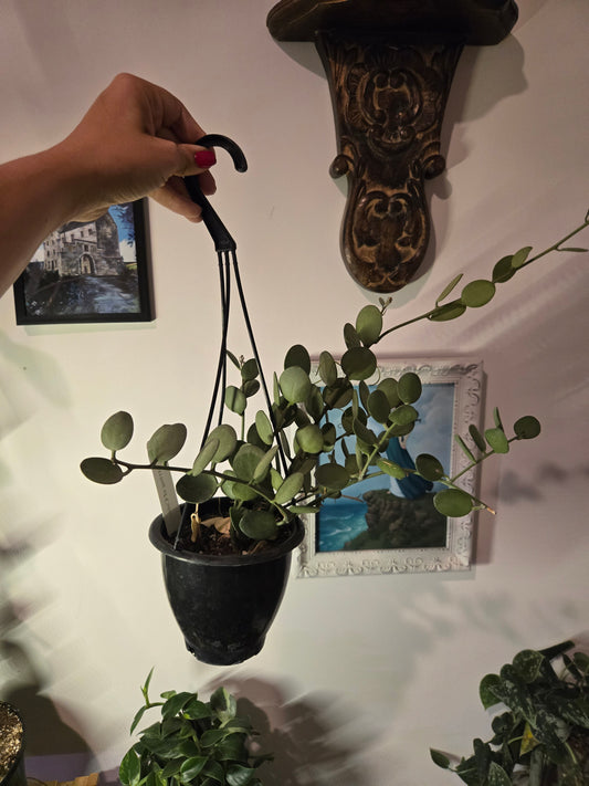 String of Coins
