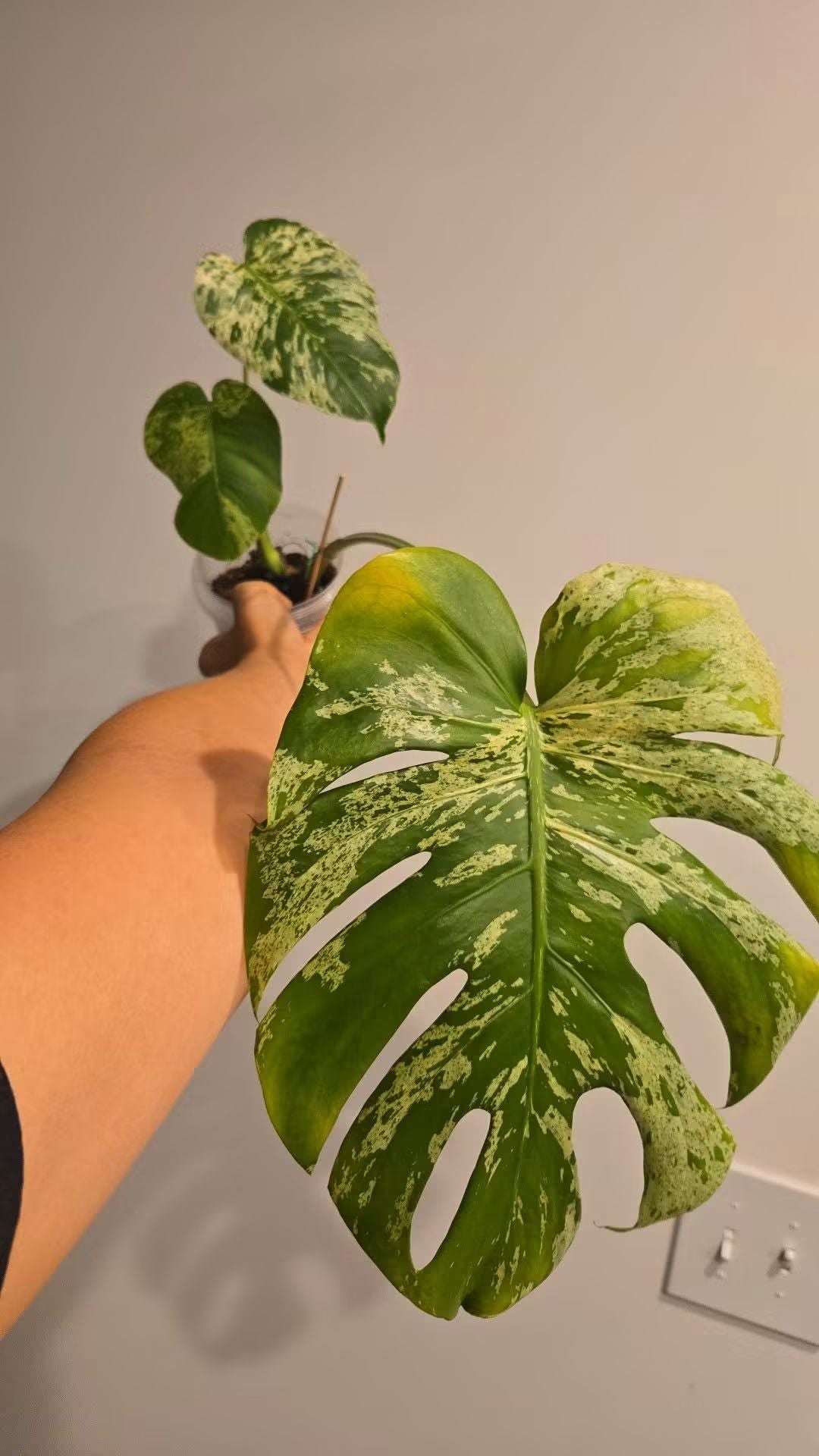 Monstera Vietciosa