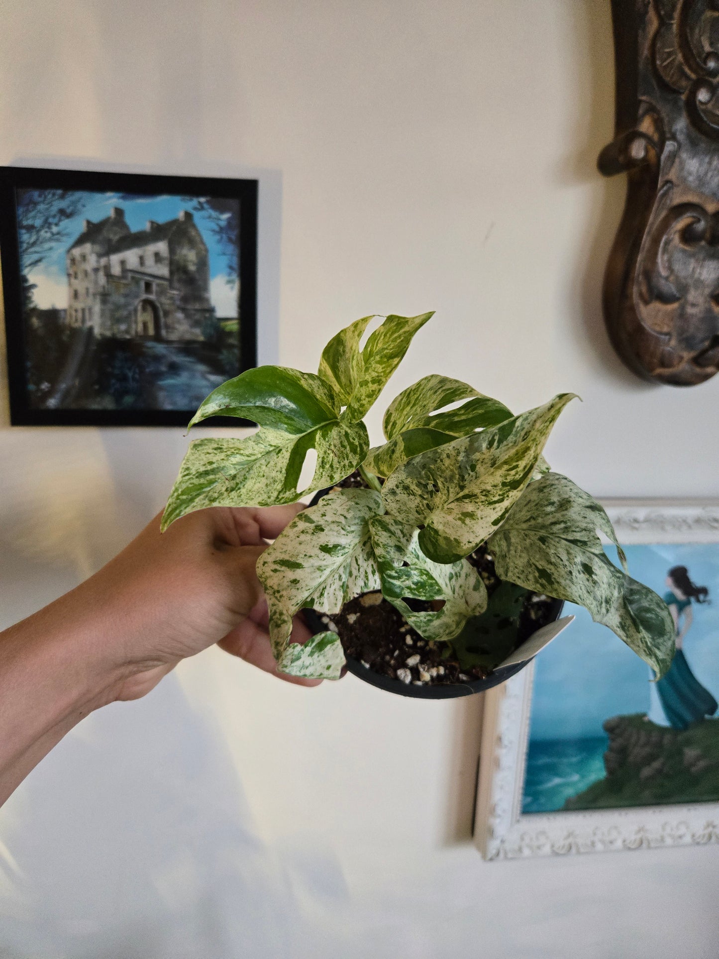 Epipremnum Pinnatum Marble