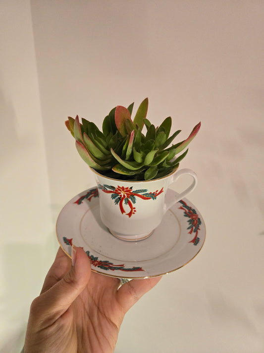 Crassula Campfire in Christmas Tea Cup