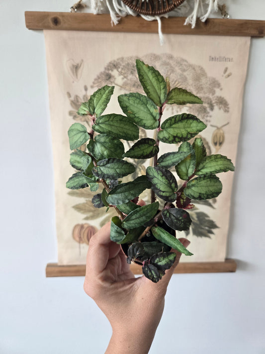 Trailing Watermelon Start