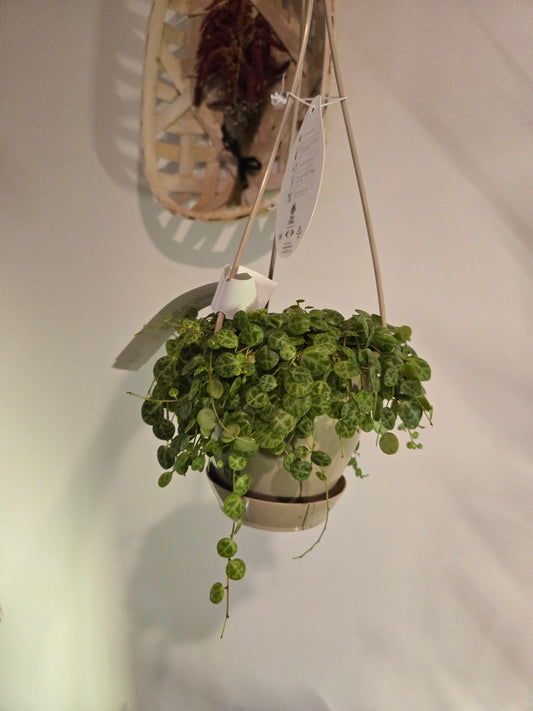 String of Turtles Hanging Basket