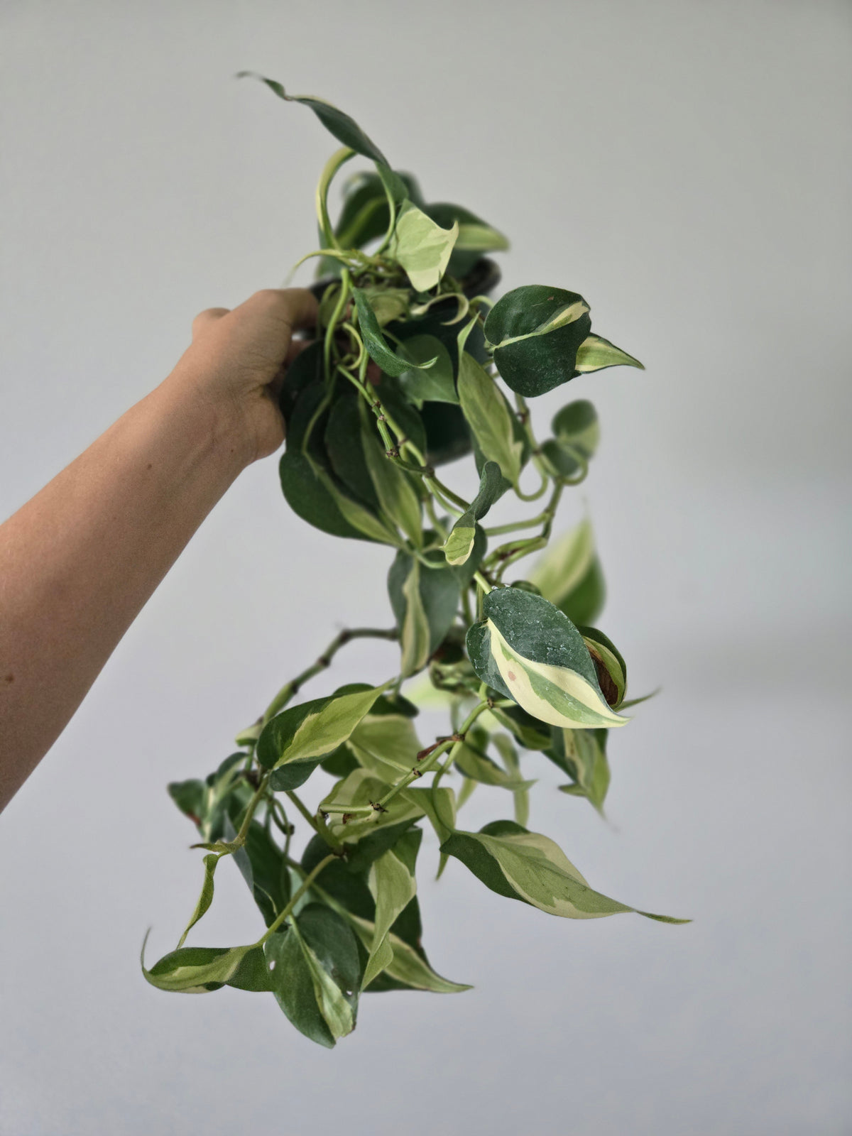 Philodendron Silver Stripe