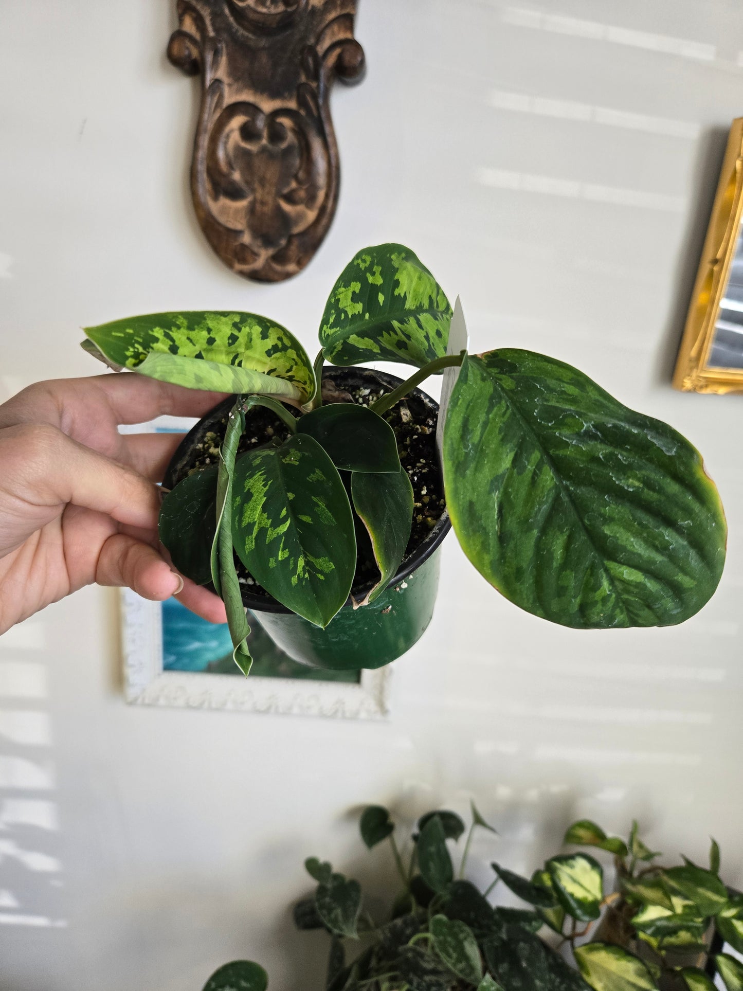 Homalomena Camouflage