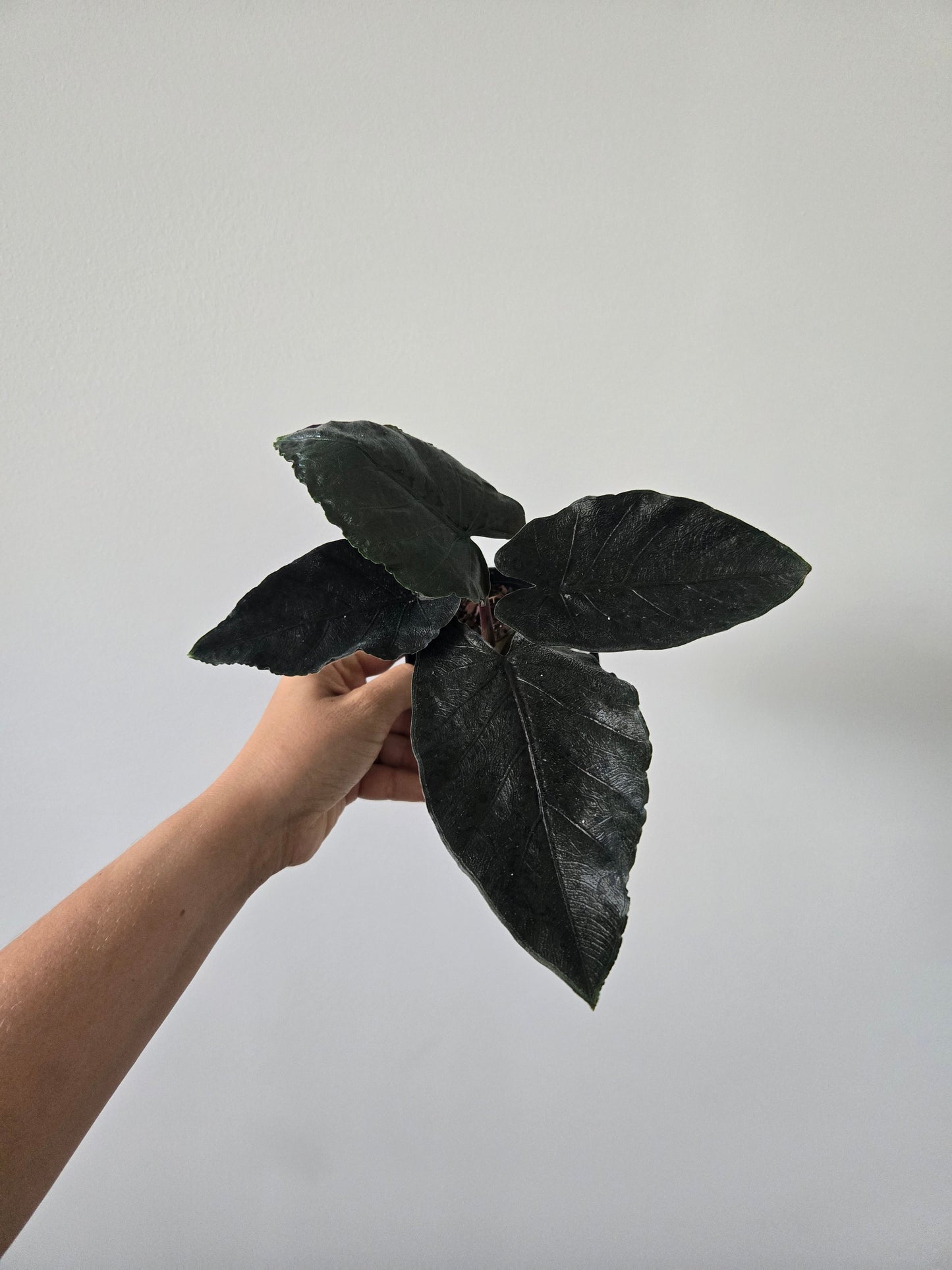 Alocasia Chienlii Antoro Velvet