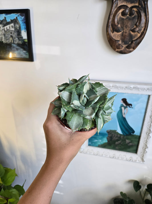 Variegated Agave