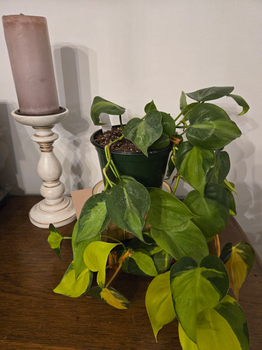 Brazil philodendron