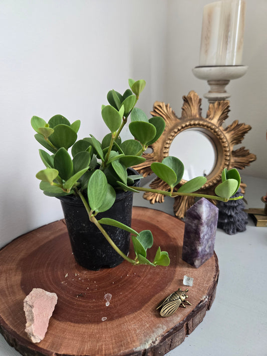 Peperomia Hope