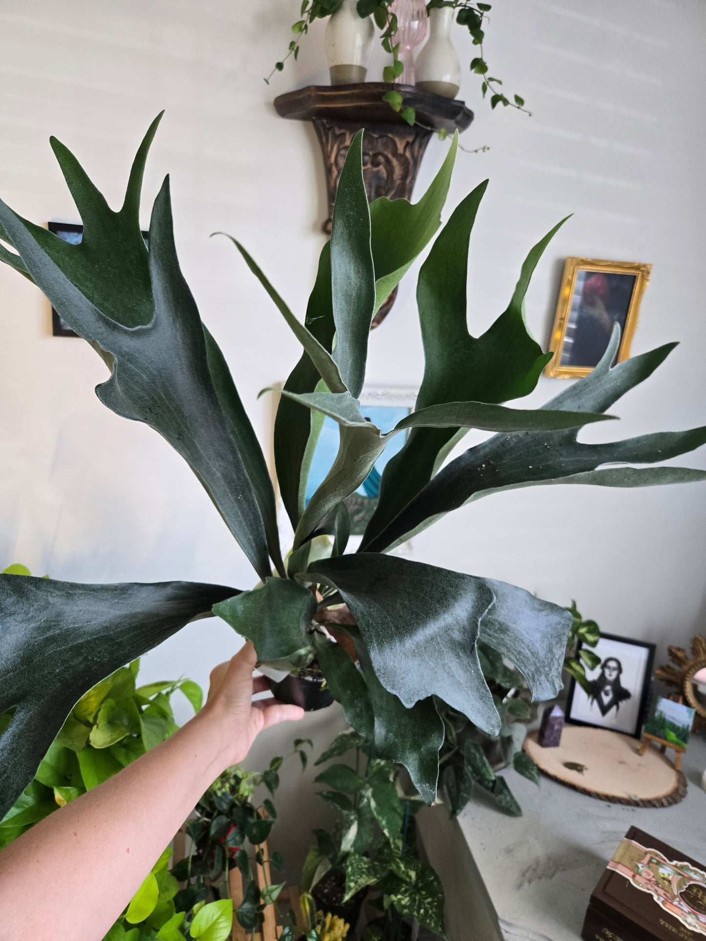 Large Stag Horn Fern