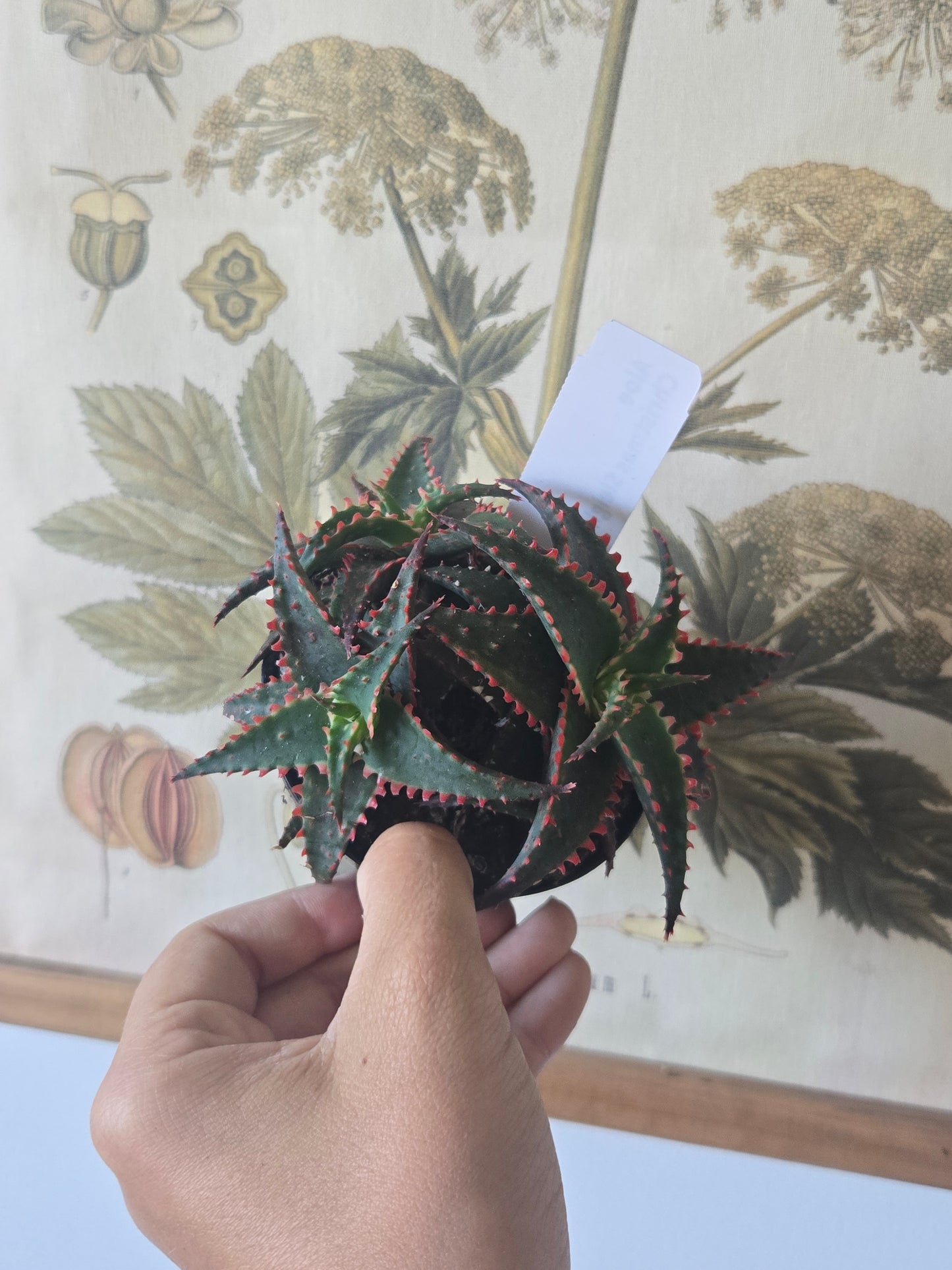 Aloe Christmas Sleigh