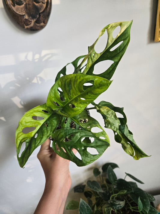 Variegated Swiss Cheese Plant
