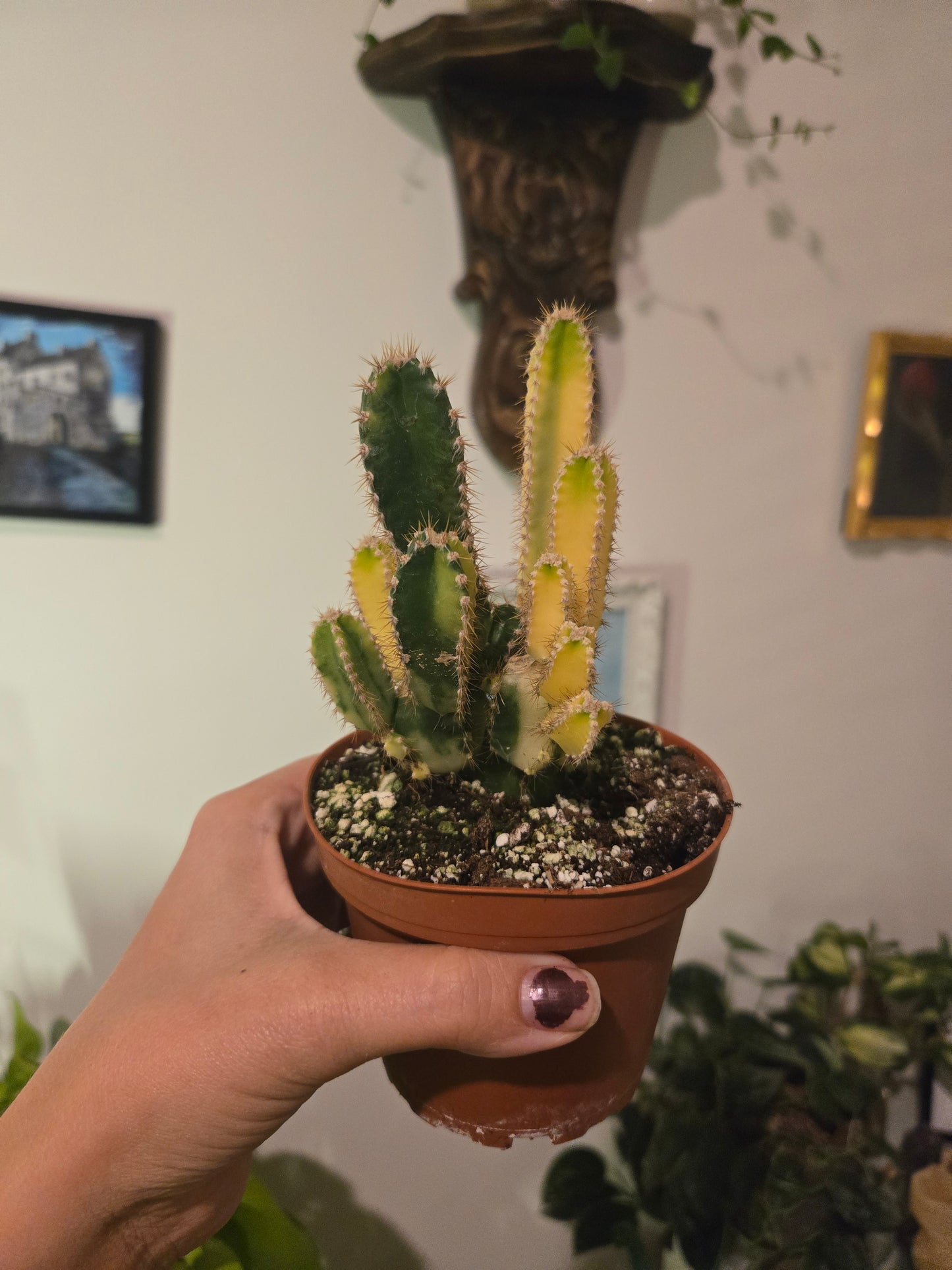 Variegated Fairy Castle Cactus