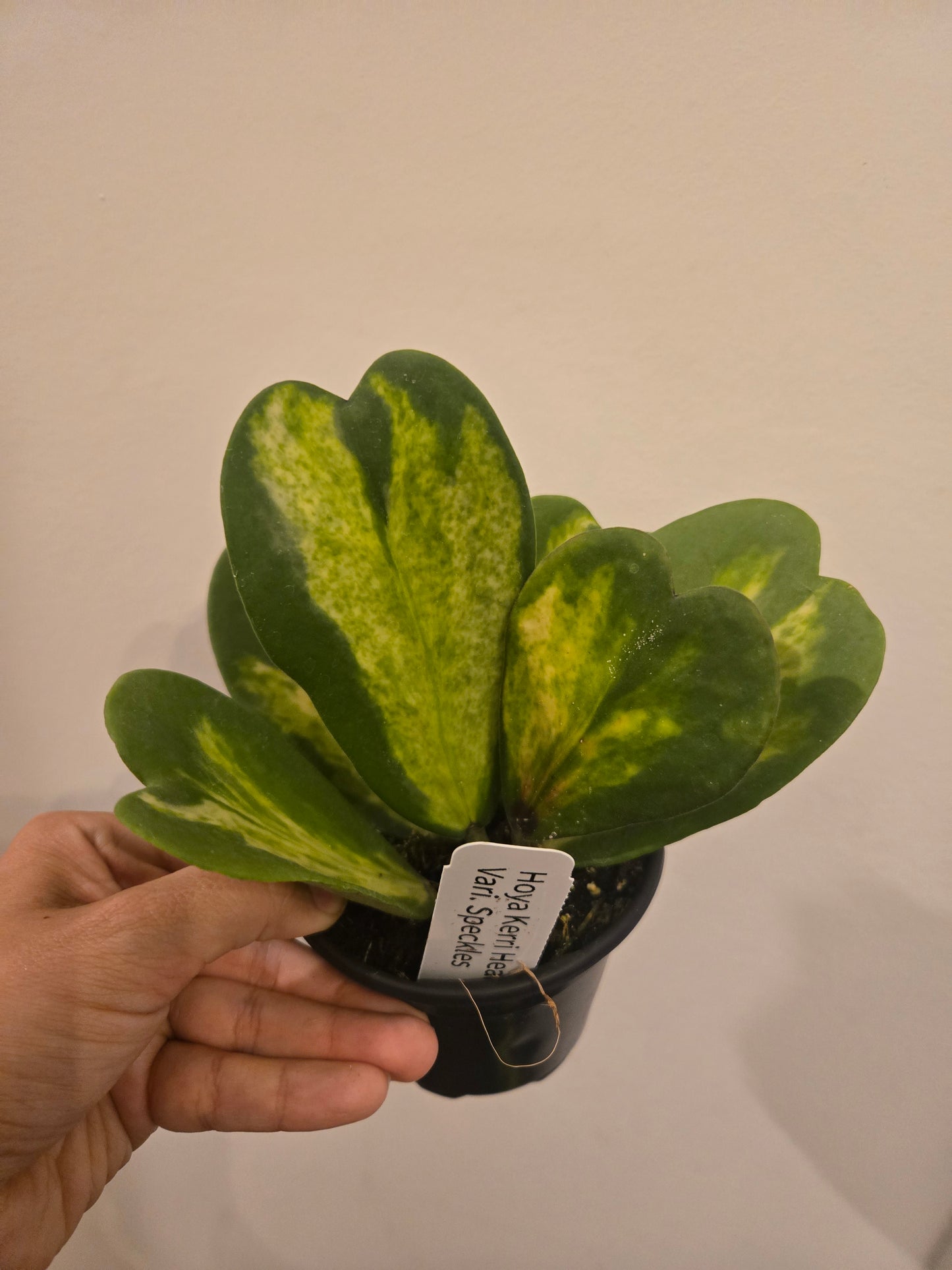 Hoya Kerri Heart Variegata 'speckles'