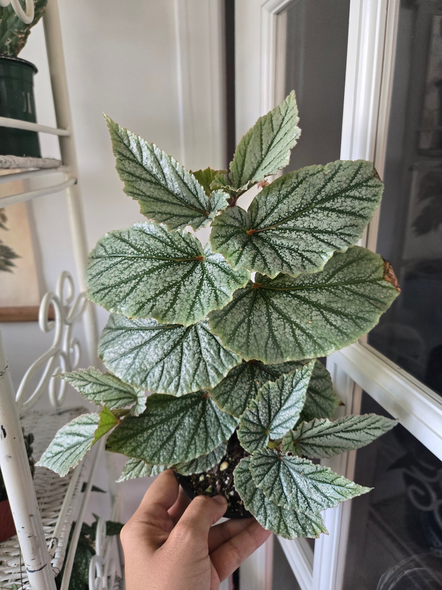 Begonia Frosty