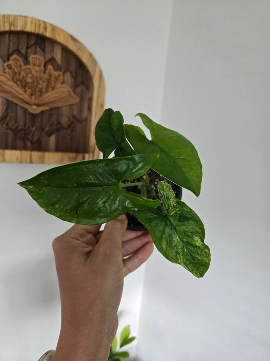 Syngonium Mojito