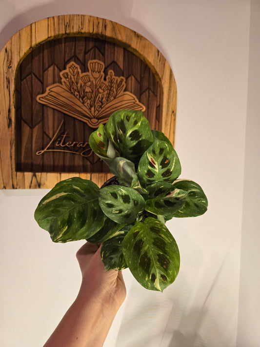 Maranta Variegated -Beauty Kim