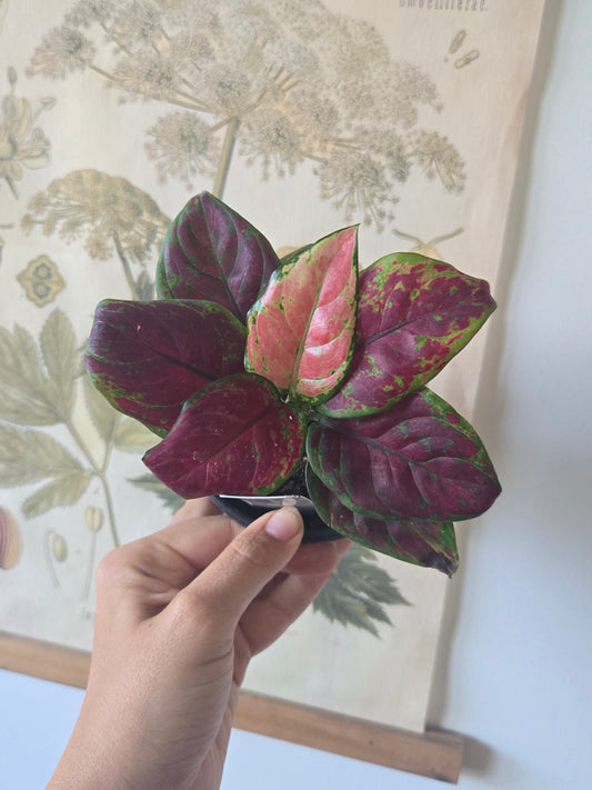 Aglaonema Black Maroon