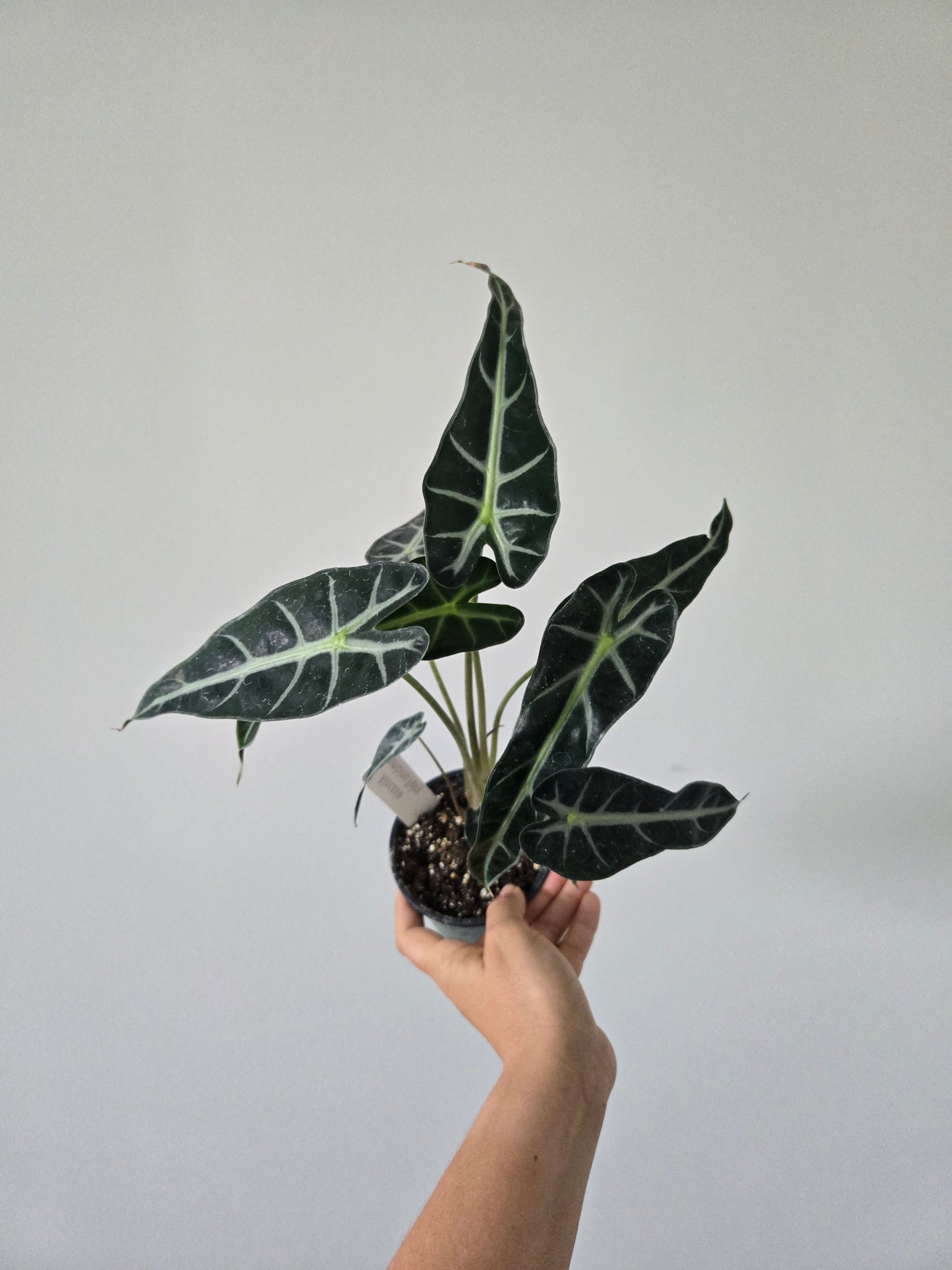 Bambino Fairy Alocasia