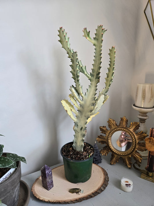 Ghost Cactus Large