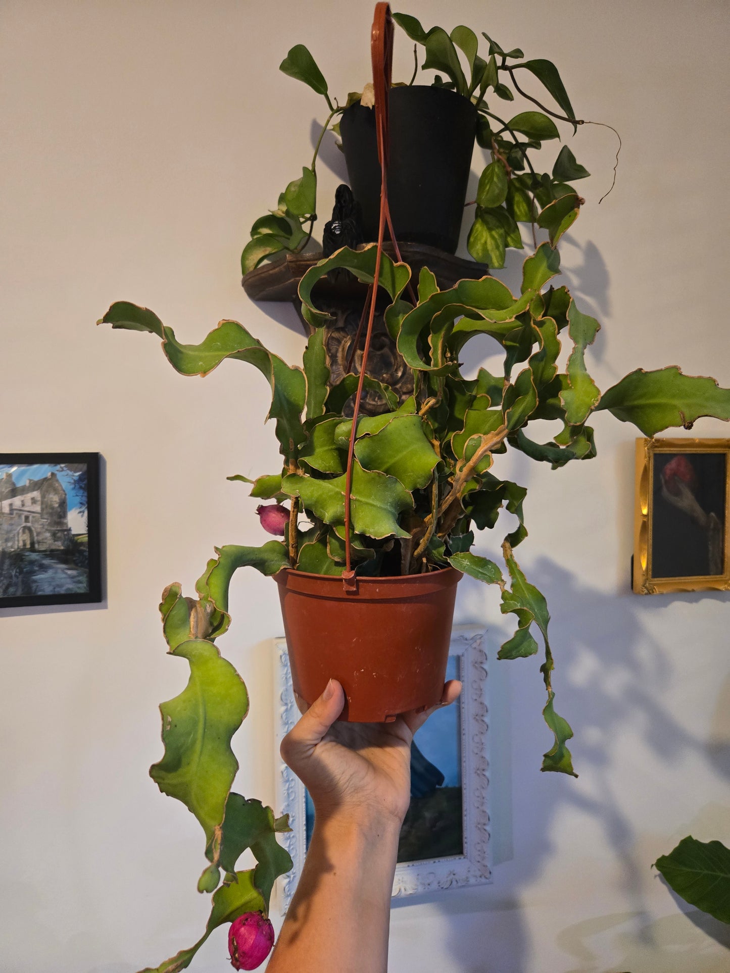 Curly Sue Epiphyllum