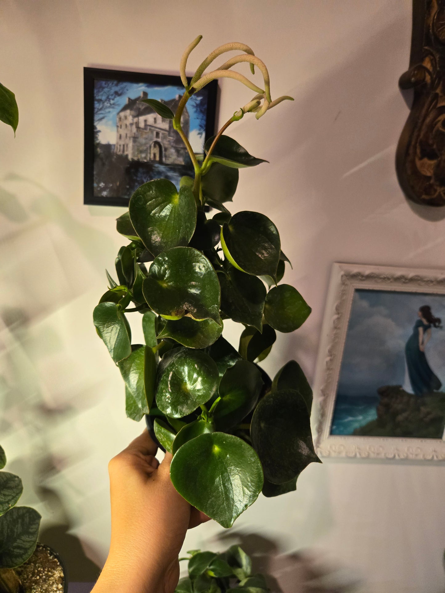 Peperomia Raindrop Verdant Flame