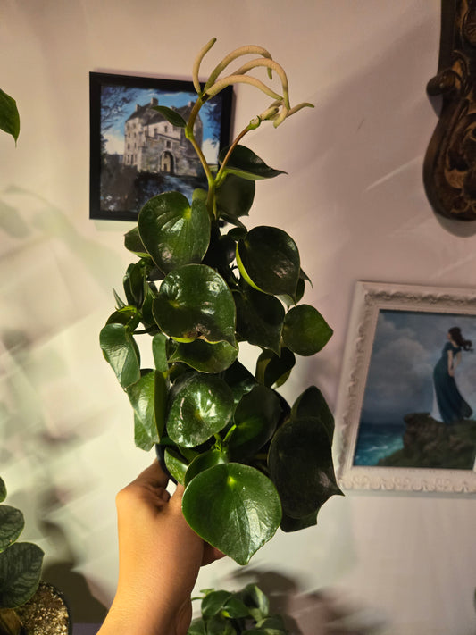 Peperomia Raindrop Verdant Flame