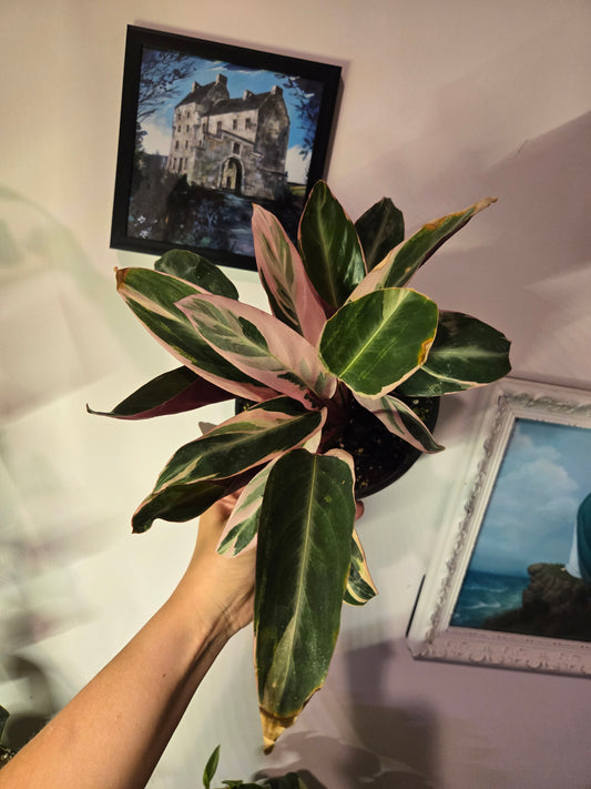 Stromanthe Triostar