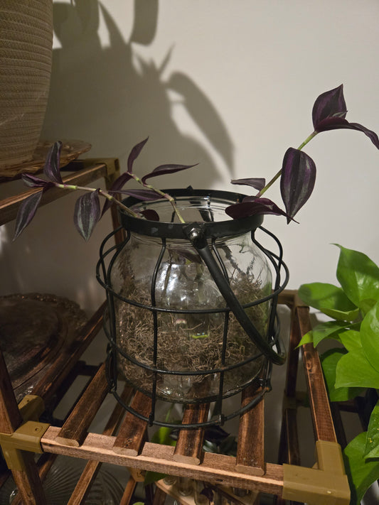 Lantern Propagation Arrangement