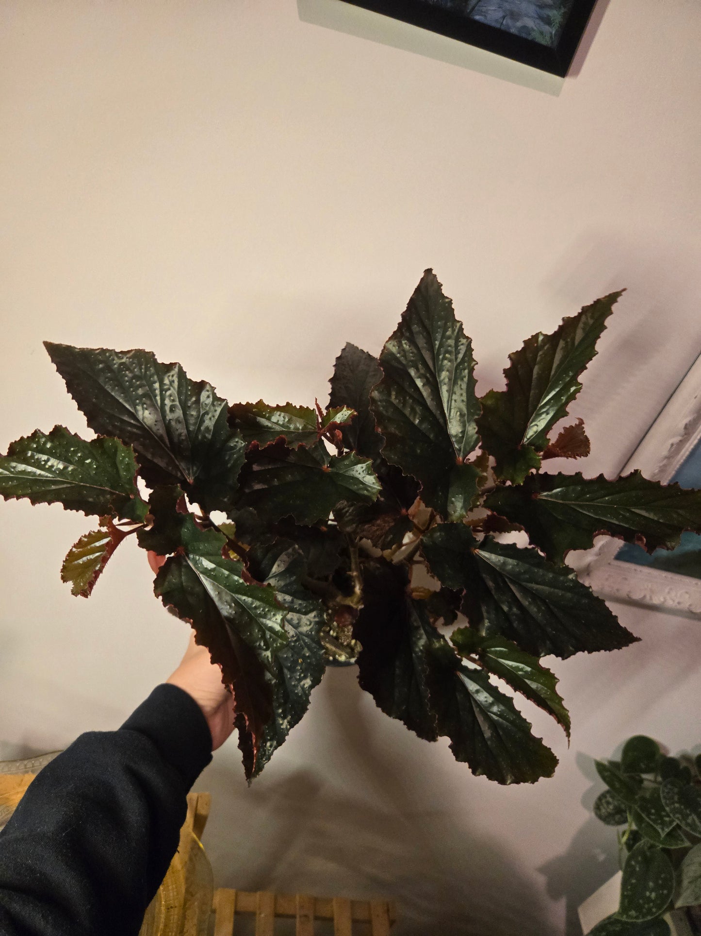 Black Magic Begonia