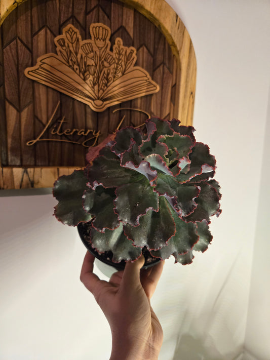 Echeveria Blue Curls 6 in
