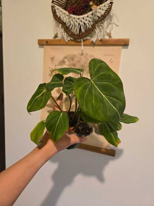 Philodendron Gloriosum