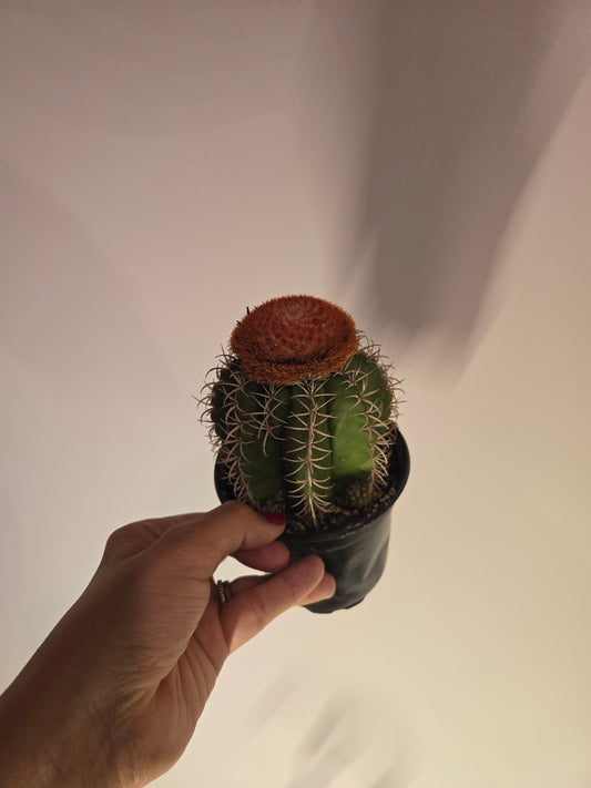 Melocactus matanzanus, "Dwarf Turk's Cap Cactus"