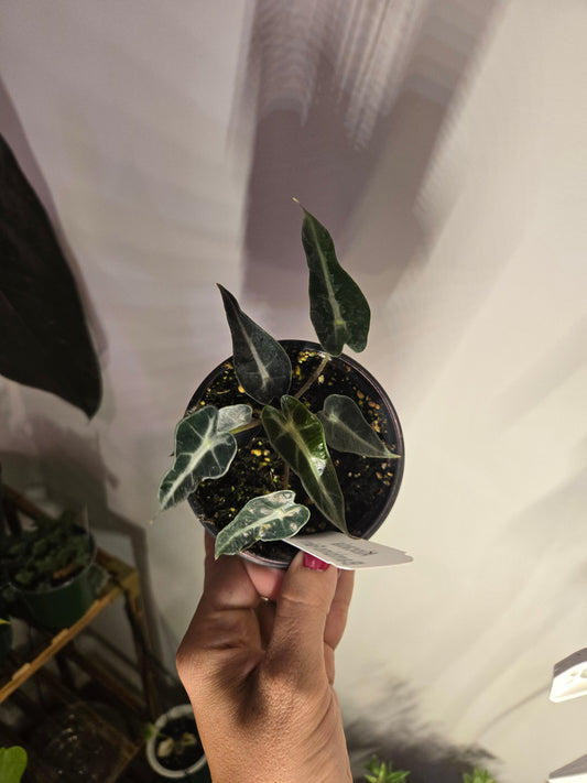 Alocasia Polly Fairy