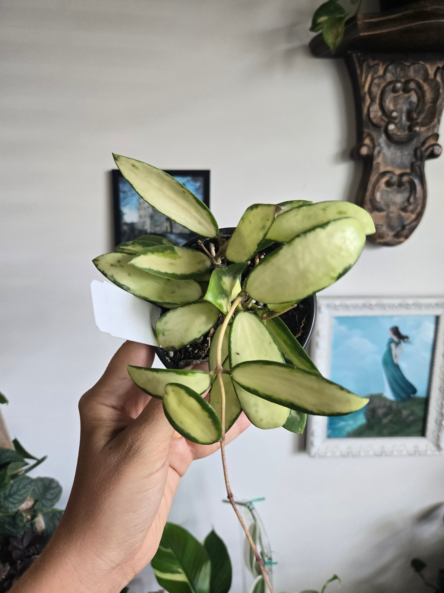 Hoya Acuta Variegated