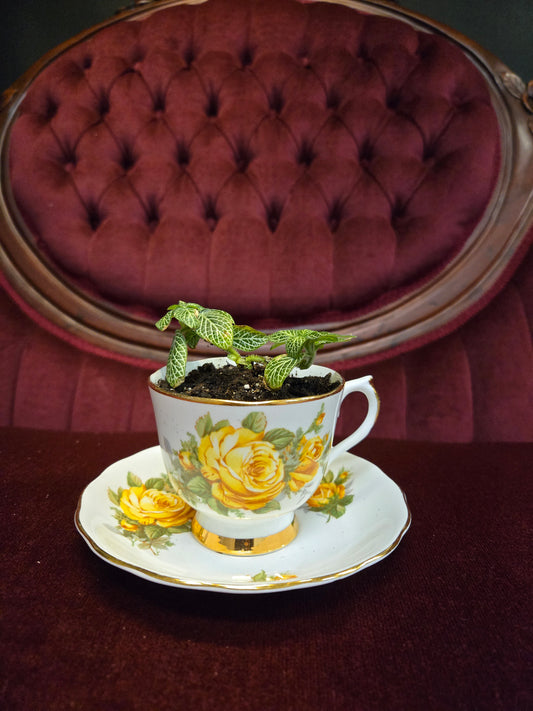 Tea Cup Plant