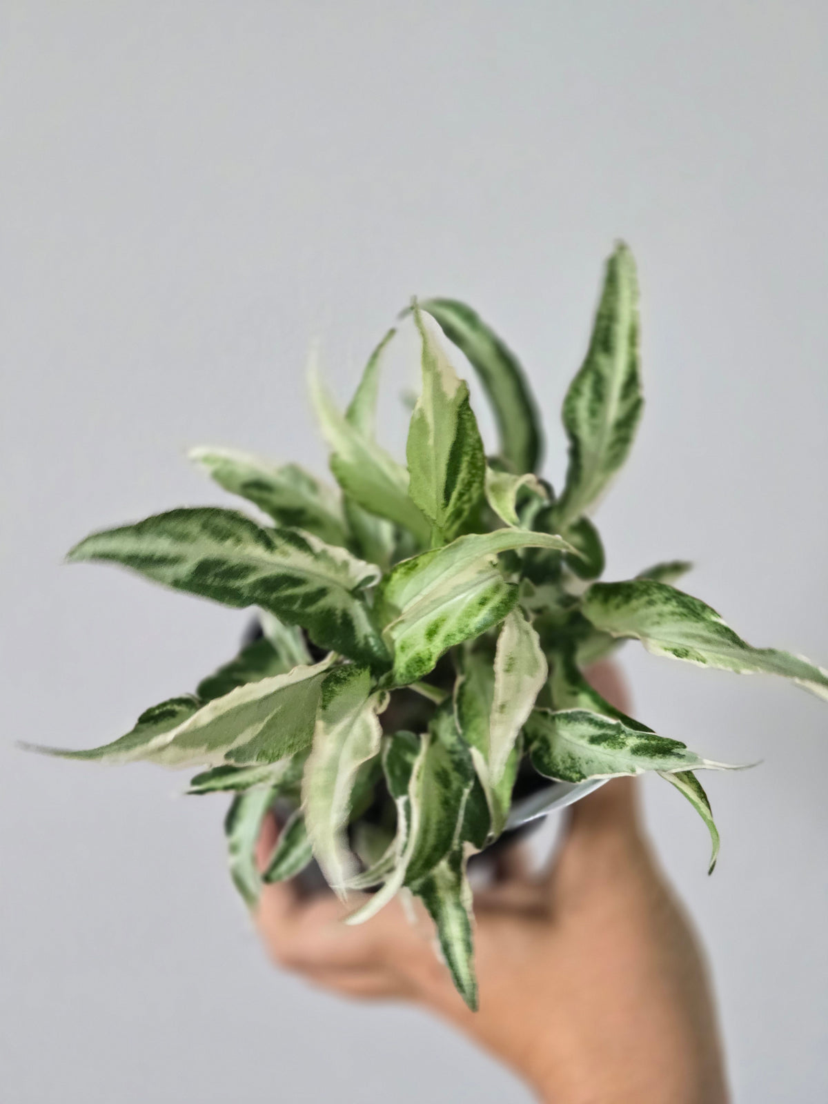Syngonium 'starlite'